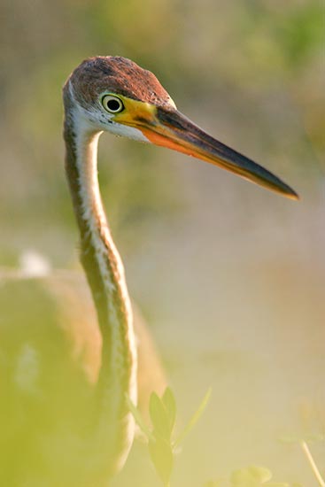 A close-up photograph of a tricolored heron where most of the photograph is out of focus, except for its face and head. It's important to enjoy our time in nature while photographing it.