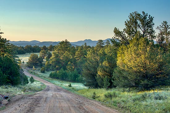 A dirt road in a mountain valley with trees near the roadside and flowers in the ditches. The mountains are in the background.