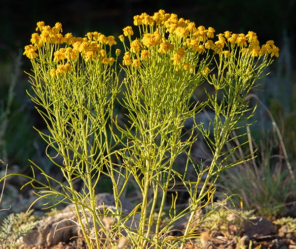 Small yellow wildflowers on long green stems in Colorado for an article about flowers in the ditches.