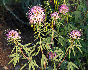 Purple flowers in a ditch in a Colorado valley