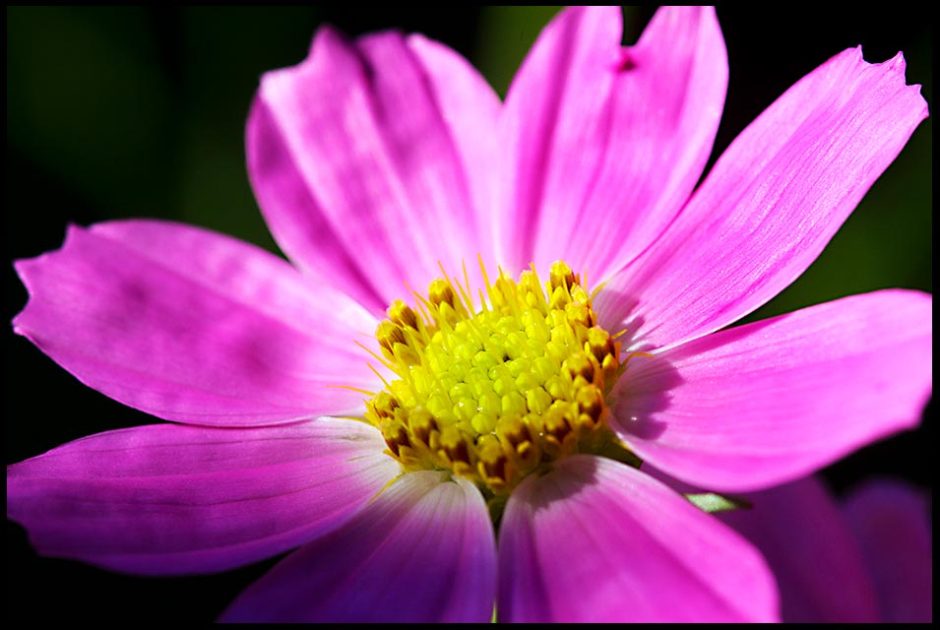 A purple pink cosmos bipinnatus flower shines in the morning sunlight and modesty Bible verse 1 Peter 3:3-4