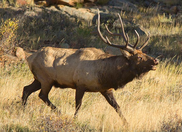 A bull elk running and bugling in Rocky Mountain National Park, Colorado. When we see the majesty of such animals, we know God exist through the theology of general revelation.