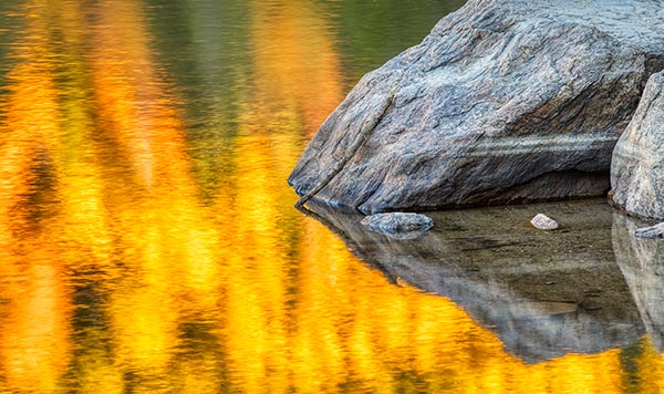 Yellow fall aspen leaves reflected in water in Bear Lake Rocky Mount National Park. Reflected leaves in water make for good abstract photographs of fall