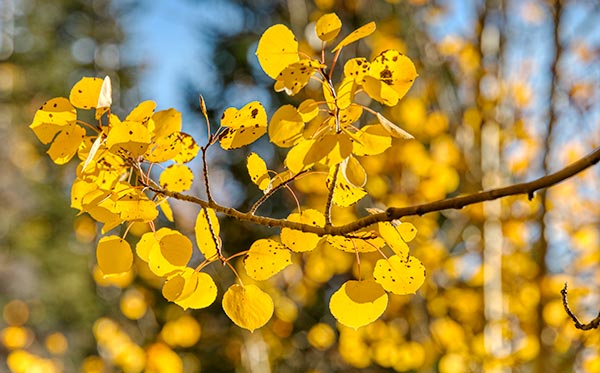 A close-up of an aspen branch with yellow fall leaves on it in Rocky Mountain National Park