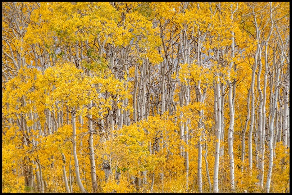 The white trunks and yellow fall leaves of an aspen grove in the foothills of the snowy mountains of Wyoming. Bible verse of the day Daniel 2, the hidden things of God.