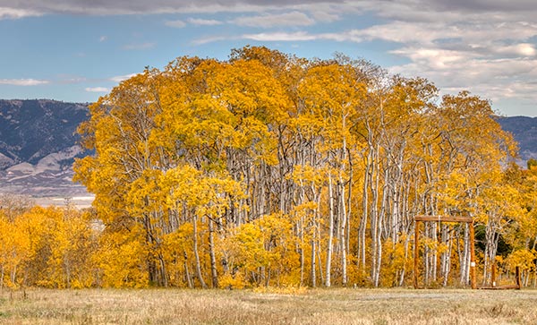 A grove of yellow, fall aspens in the foothills of the snowy mountain range in Wyoming. Photographing the colors of autumn is a good to slow down and get away from distractions. 