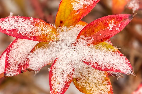 Close up of red, autumn blueberry leaves, covered with light snow. The weather can help us make abstract photographs of fall