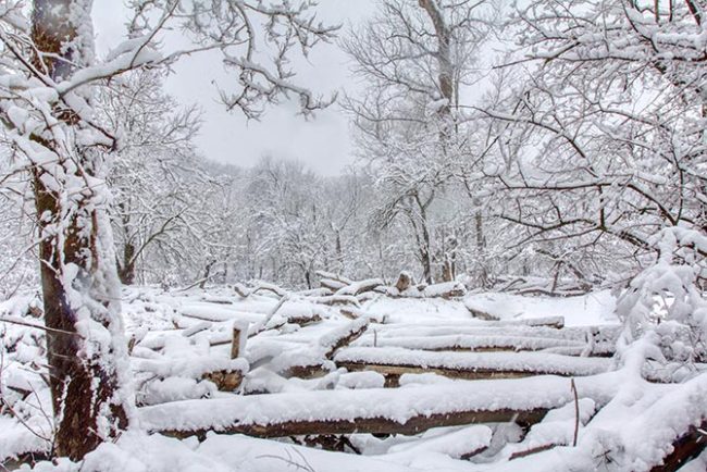 Landscape photo of a forest covered with snow. This photo is used as an illustration for 8 tips to improve your snow photography. It was taken in Fontenelle Forest